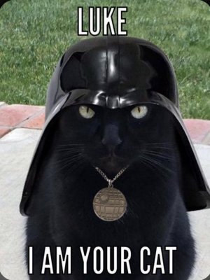cat37.jpeg