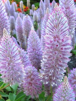 ptilotus exaltatus.jpg