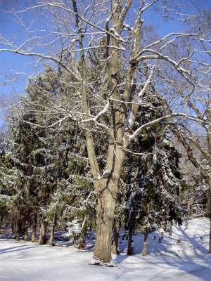 winter snow scene.jpg