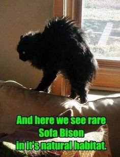 bc45d4b994cd15e33ed2268a3ba4ca01.jpg