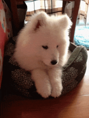 2023404f1d19a71e8f3dbe01793cefe3.gif