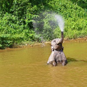 _+Asia+Elephant+Playing+_+by+Manakin.jpg