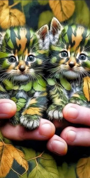 tumblr_f2c86cf8654dd426134e707df339715a_09f23d6e_1280.jpg