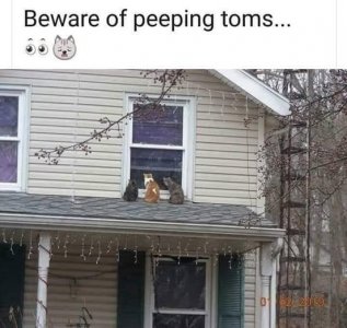 peepingtoms.jpg