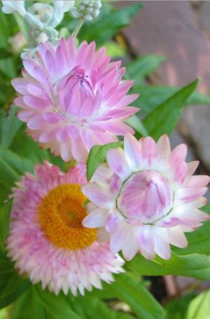 wildpinkflowersWA.jpg
