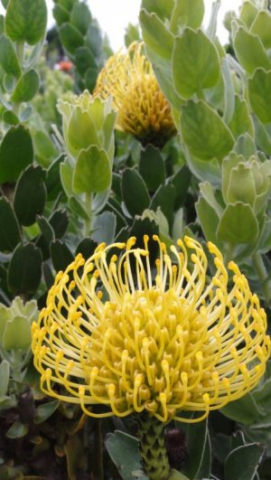 Yellpw pincushion.jpg