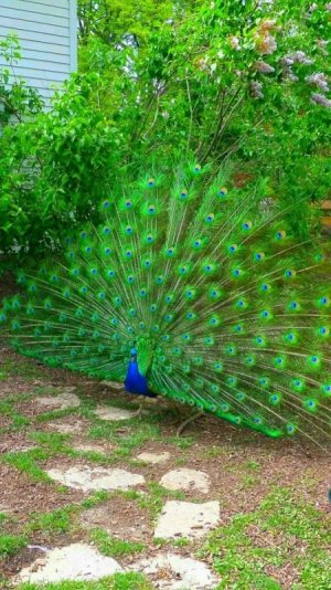 green peacock.jpg