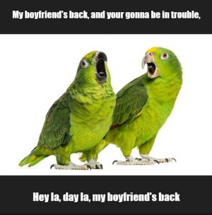 parrot.jpg