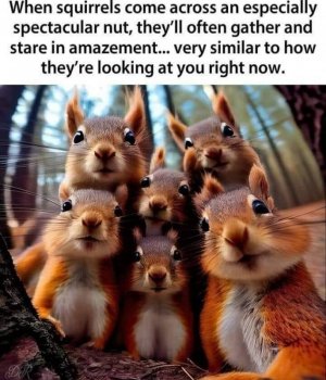 nut.jpg