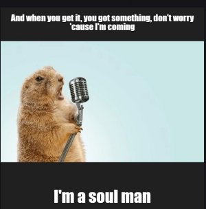 squirrel.jpg