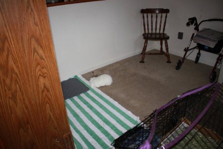 bun_asleep.JPG