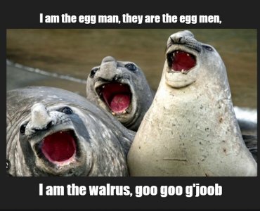 walrus.jpg
