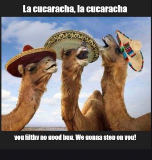 camel.jpg