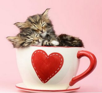 2 cats in cup.jpg
