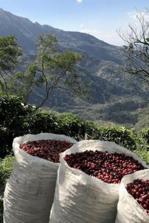 Exploring Costa Rica's Artisan Coffee Through Captivating Photos.jpg