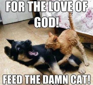 cat42.jpg