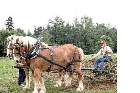 horses.jpg