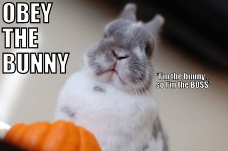 rabbit10.jpg
