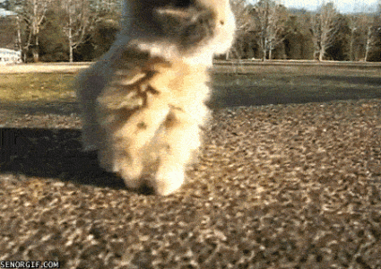 giphy (1).gif