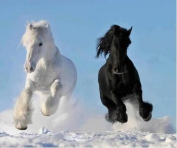 horses galloping in snow.jpg