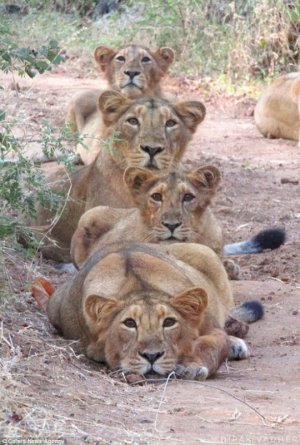 lionesses.jpg