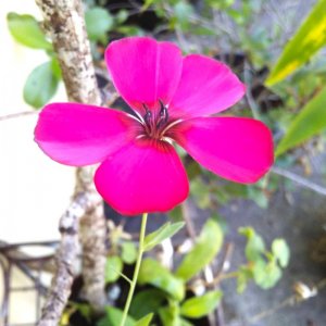 Scarlet Flax linum grandiflorum.jpg