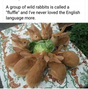 rabbit3.jpg