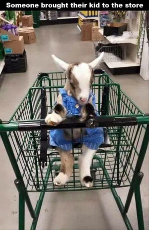 goats.jpg