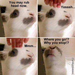 rabbit4.jpg