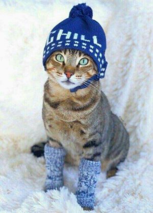 cold22.jpg