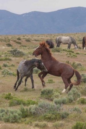 Are There Still Wild Horses in America_.jpg