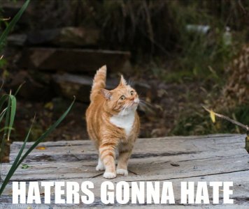 355164-cat-meme-quote-funny-humor-grumpy-sadic.jpg