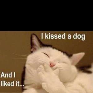 1d9c319a47abc0f6844b1c74fb54d837--so-funny-funny-stuff.jpg