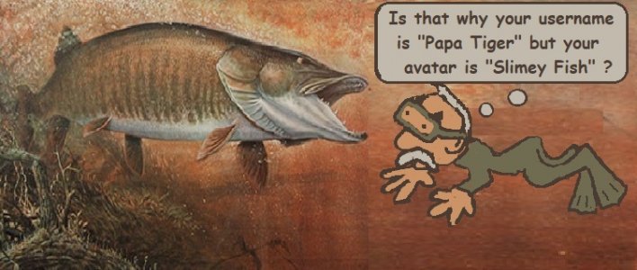 papa tiger2.jpg