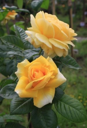 roses morn.jpg