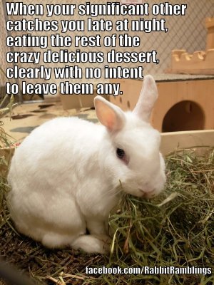 rabbit8.jpg