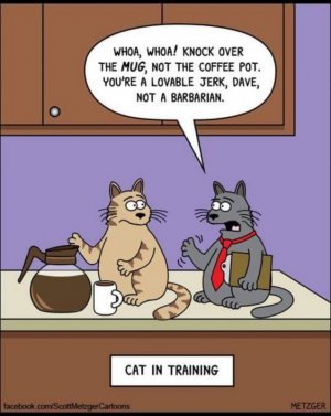 cat41.jpg