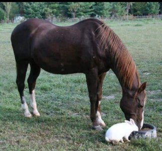 bunny_horse.jpg