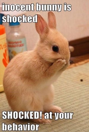 rabbit11.jpg