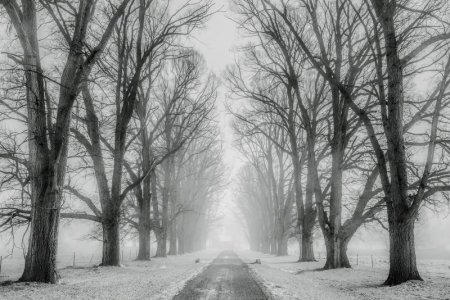 snow-1890653 David Mark 12019.jpg