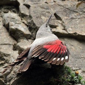 Wallcreeper-by-MV-11483263995.jpg