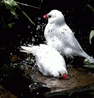 5020f38cef573682d448013d70bca200.gif