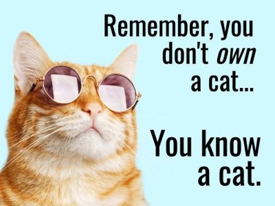 cat90.jpeg