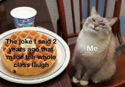 cat73.jpeg