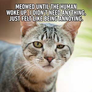 02_Meowed-Final-1.jpg