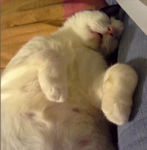 sleeping.jpg