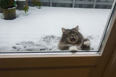 cat2.jpg