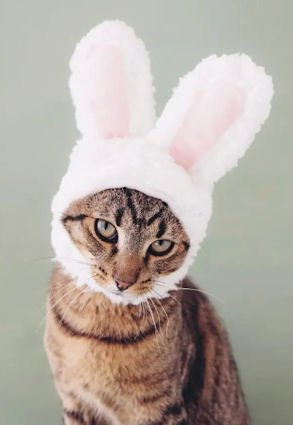 Disguise @.jpg