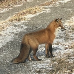IMG_9709.jpeg