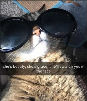 cat scratch.jpg